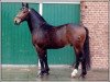 stallion Tello (Heavy Warmblood, 1986, from Thake)