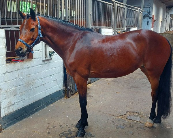 Dressurpferd Hoppenhof's Malou (New-Forest-Pony, 2011, von Nieuwmoeds Patrick)