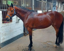 dressage horse Hoppenhof's Malou (New Forest Pony, 2011, from Nieuwmoeds Patrick)