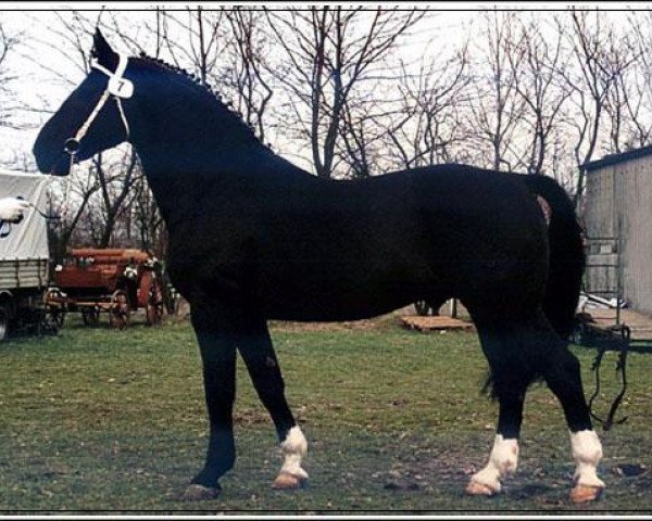 stallion Luer I (Alt-Oldenburger / Ostfriesen, 1989, from Lord II)