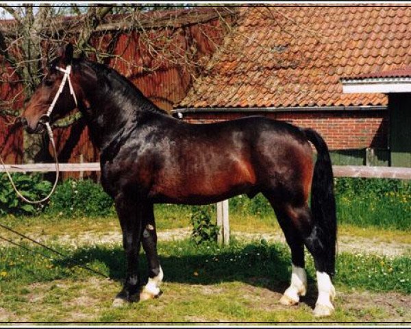 stallion Lord II (Heavy Warmblood, 1984, from Lockvogel)