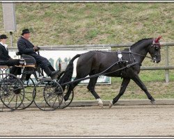 stallion Landor (Alt-Oldenburger / Ostfriesen, 2000, from Luer I)