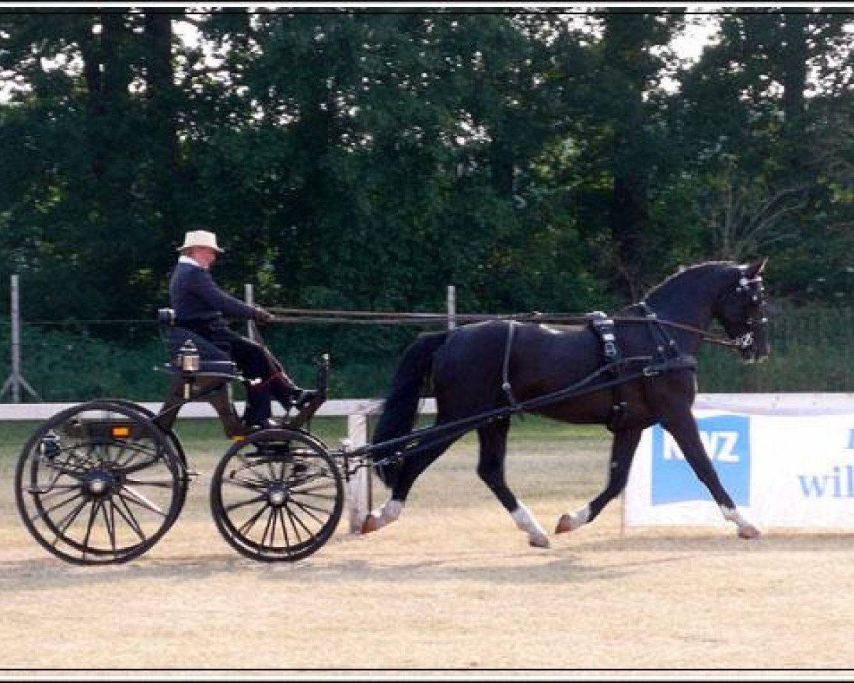 horse Lancano (Alt-Oldenburger / Ostfriesen, 2006, from Landor)