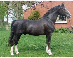 stallion Joviaal (KWPN (Royal Dutch Sporthorse), 1991, from Cinovo)