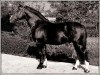 stallion Herold (Schlesier, 1983, from Harpun)