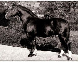 stallion Herold (Schlesier, 1983, from Harpun)