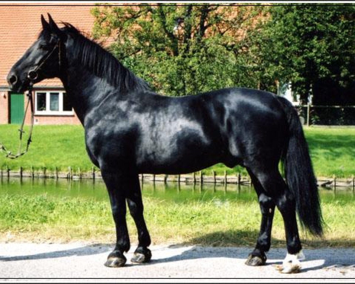 stallion Graf Oldenburg (Danish Warmblood, 1986, from Lukas Rudbæk)