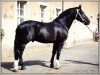 stallion Geronimo (Heavy Warmblood, 1987, from Gerit 1411)