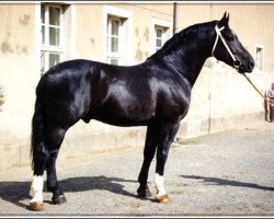 stallion Geronimo (Heavy Warmblood, 1987, from Gerit 1411)