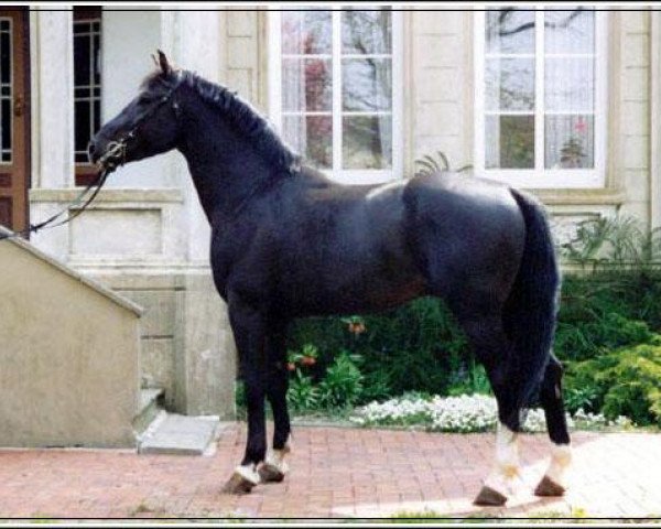 stallion Europ (Schlesier, 1994, from Euros 989)