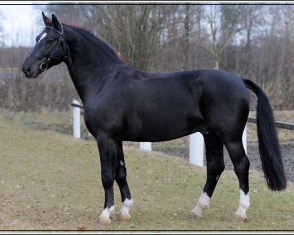stallion Ernst (Sachs-door. Heavy Warmbl., 2007, from Elixier)