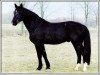 Deckhengst Elvis (Schweres Warmblut, 1994, von Eichbaum)