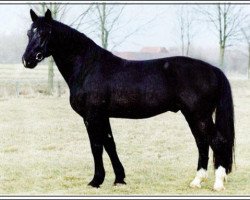 Deckhengst Elvis (Schweres Warmblut, 1994, von Eichbaum)