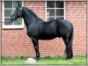 stallion Dublon (Schlesier, 1992, from Dolar)