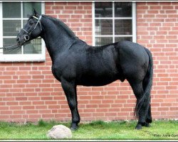 stallion Dublon (Schlesier, 1992, from Dolar)