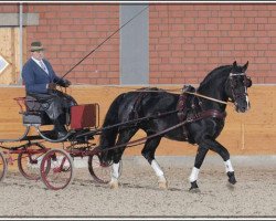 stallion Der Alte Oldenburger (Alt-Oldenburger / Ostfriesen, 1999, from Deichgraf)