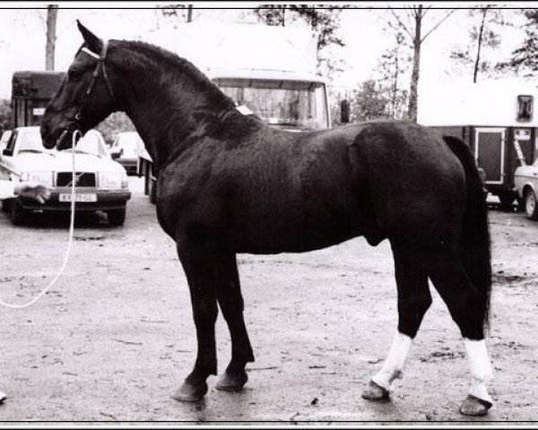 stallion Bazalt (Groningen, 1981, from Baldewijn)
