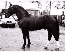 Deckhengst Bazalt (Groninger, 1981, von Baldewijn)