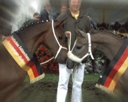 Springpferd Neila 4 (Deutsches Reitpony, 2005, von Nabucco R)