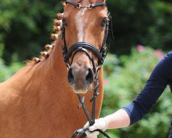 broodmare Leila (German Riding Pony, 1994, from Landois)