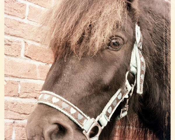 horse Freesena's Wolf-Rüdiger (Shetland Pony, 2011, from Wargrave of shetland)