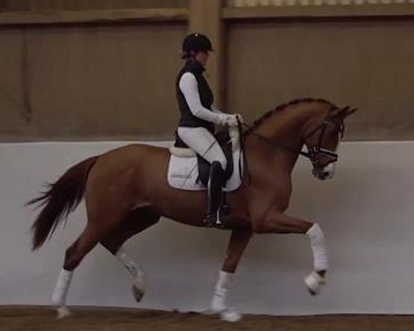 dressage horse Sharma (Hanoverian, 2019, from Secret)