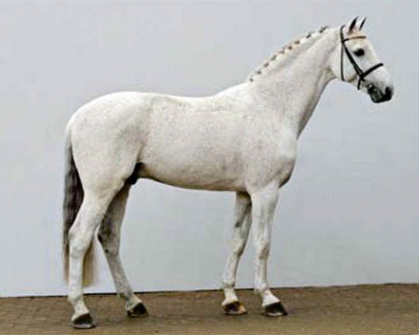 stallion Cool Man K (Holsteiner, 1993, from Carthago)