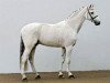 stallion Cool Man K (Holsteiner, 1993, from Carthago)