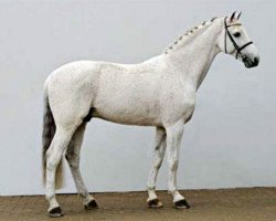 stallion Cool Man K (Holsteiner, 1993, from Carthago)