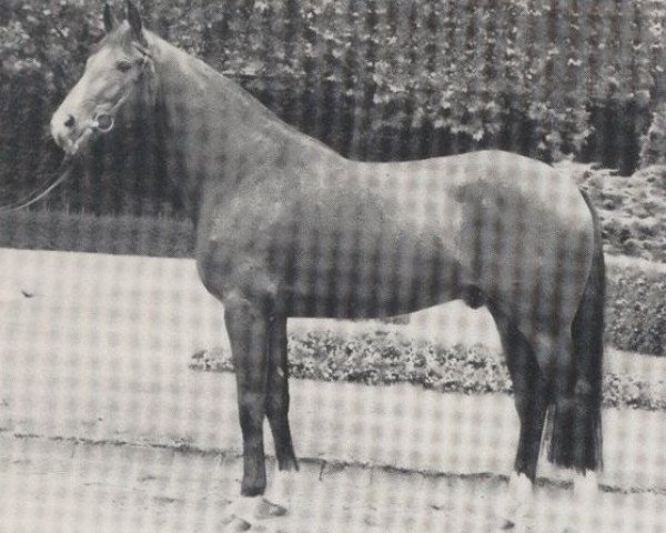 stallion Fugato (Oldenburg, 1973, from Furioso II)