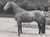 stallion Fugato (Oldenburg, 1973, from Furioso II)