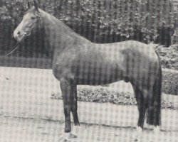 stallion Fugato (Oldenburg, 1973, from Furioso II)