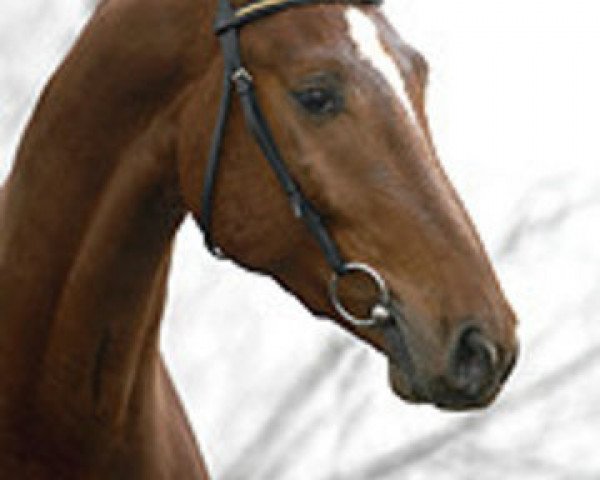 stallion Aerobic TN (KWPN (Royal Dutch Sporthorse), 2005, from Carthago)