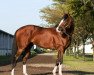 stallion Get Stormy xx (Thoroughbred, 2006, from Stormy Atlantic xx)