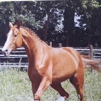 dressage horse Sunrise 134 (German Warmblood, 2006, from Samba Hit I)