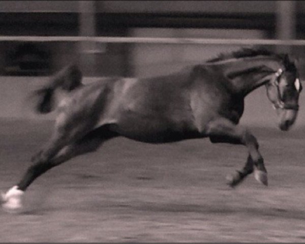 Dressurpferd Fidelio (Westfale, 2001, von Felin)