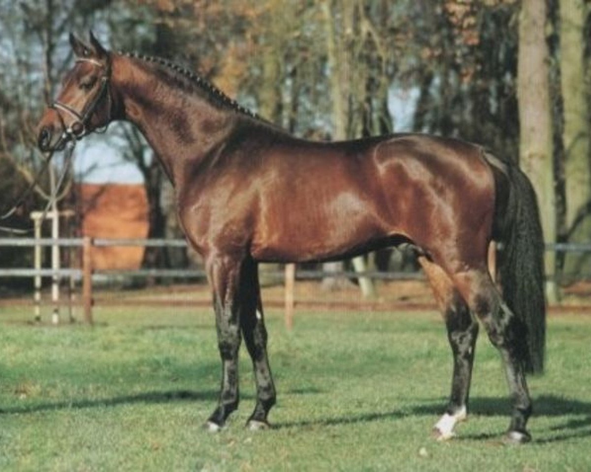 Deckhengst Limes (Rheinländer, 1997, von Lancer II)