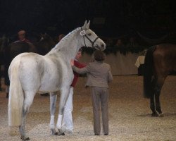 Zuchtstute Korrada S (Holsteiner, 1995, von Cor de la Bryère)