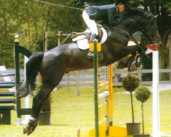 stallion Lancaster (Hanoverian, 1997, from Libero H)