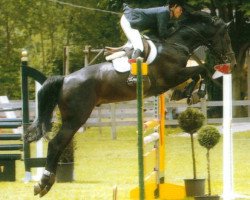 stallion Lancaster (Hanoverian, 1997, from Libero H)