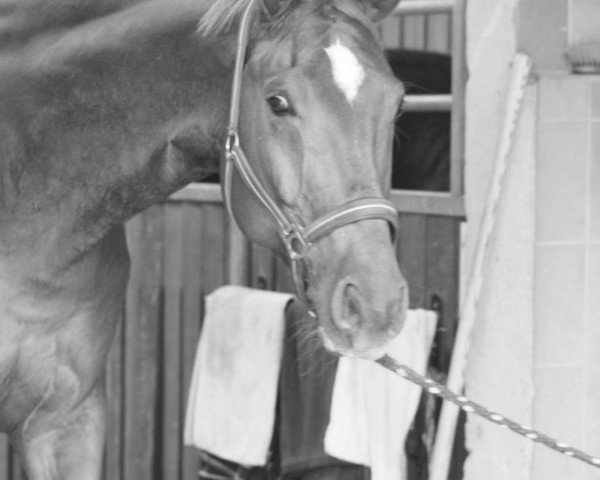 dressage horse Angelo 398 (German Warmblood, 2002, from Abanos)