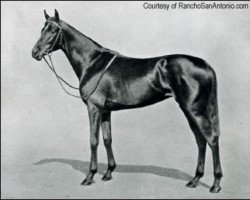 broodmare Cinna xx (Thoroughbred, 1917, from Polymelus xx)