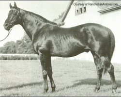 stallion Beau Pere xx (Thoroughbred, 1927, from Son In Law xx)