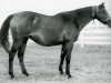 broodmare Courtly Dee xx (Thoroughbred, 1968, from Never Bend xx)