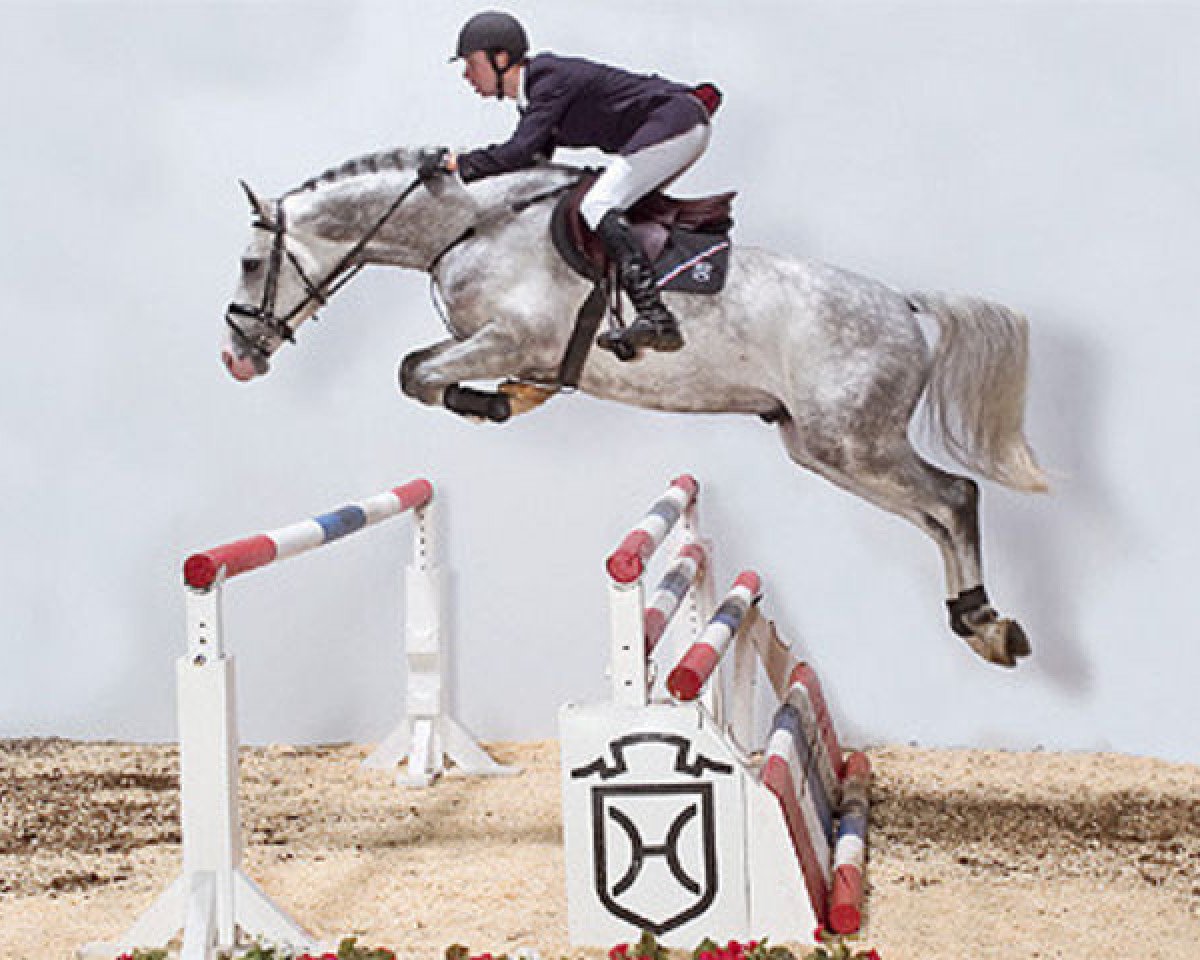 stallion Cassiano (Holsteiner, 2001, from Cassini I)