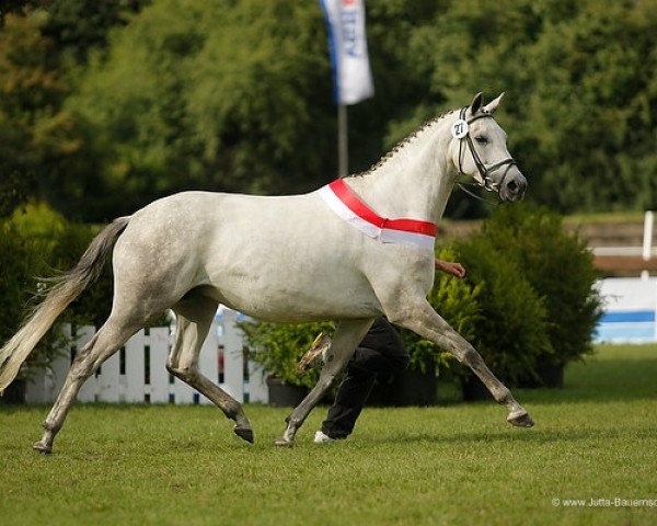 Zuchtstute Calistra (Trakehner, 2003, von Key West)