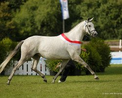 broodmare Calistra (Trakehner, 2003, from Key West)