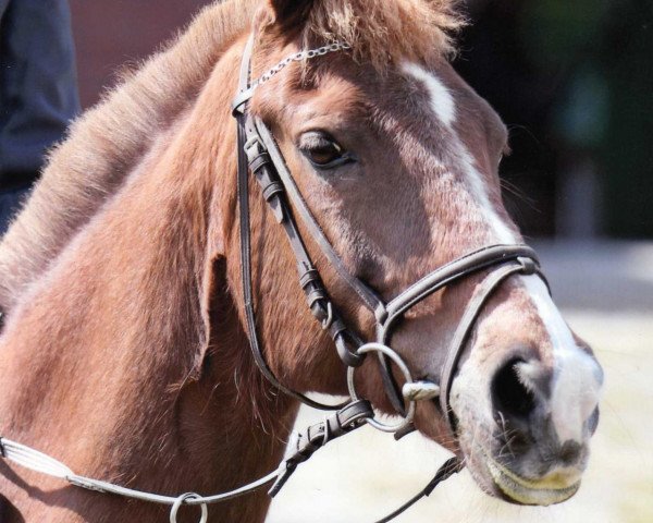 Pferd Nando Boy (Deutsches Reitpony, 1996, von Navajo)