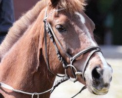 horse Nando Boy (German Riding Pony, 1996, from Navajo)