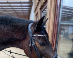 dressage horse Flirt with me (German Riding Pony, 2016, from Future Dream)